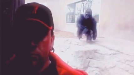   Gorila intenta atacar a un hombre mientras se sacaba una 