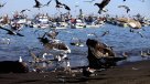 Marea roja: Terminó prohibición para la extracción de pescados y mariscos en Coronel