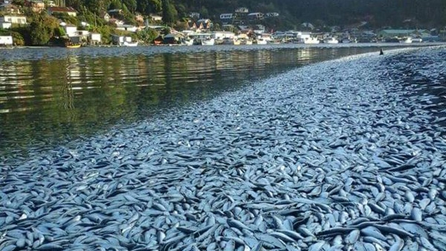 Riesgo sanitario por varamiento masivo de sardinas en la Región de La Araucanía
