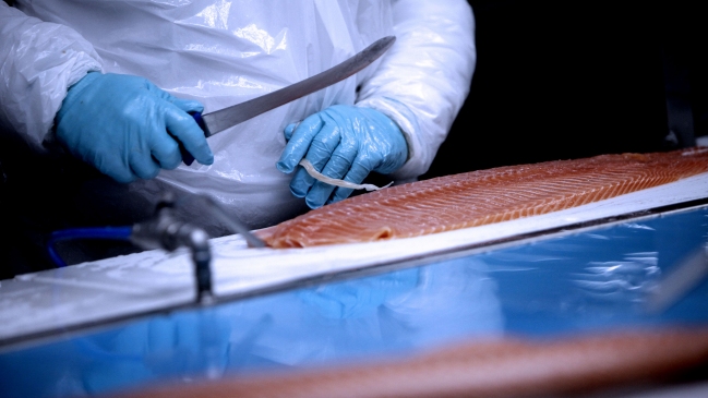 Crisis por salmones muertos: 4.000 trabajadores han perdido su fuente laboral