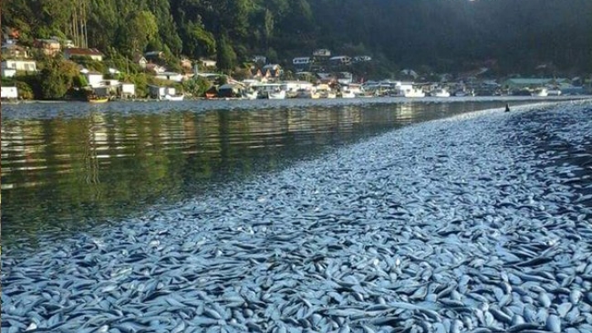 Toneladas de sardinas muertas desatan crisis en La Araucanía