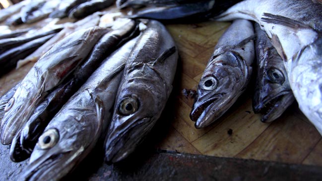 Detectan presencia de marea roja en la Región de Los Lagos