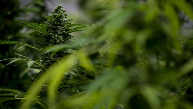 Venta de marihuana en EE.UU. generó 5.700 millones de dólares en 2015