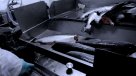 Productora de salmones chilena detectó presencia de virus ISA en una de sus jaulas