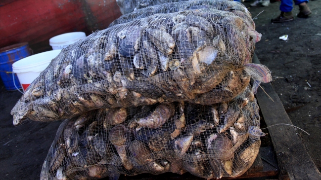 Locatarios de Mercado de Angelmó llaman a no tener miedo de consumir mariscos