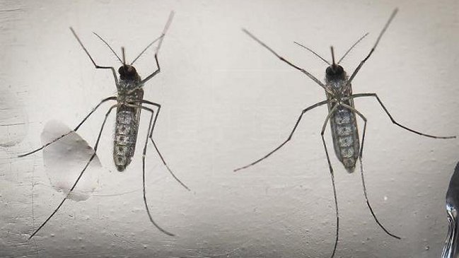 Sociedad Chilena de Infectología: Invierno no es favorable para el mosquito del Zika