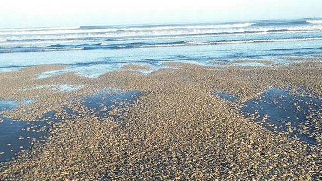 Varazones de mariscos en Chiloé agravan la crisis por marea roja en Los Lagos