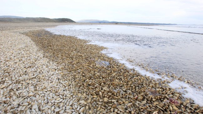 Marea roja: Seremi de Salud prohíbe pesca en nuevos sectores de Los Lagos