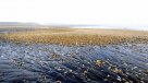 Diputada PS pide aclarar relación entre salmones muertos y marea roja