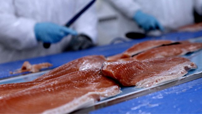Sernapesca descartó relación entre vertido de salmones y marea roja