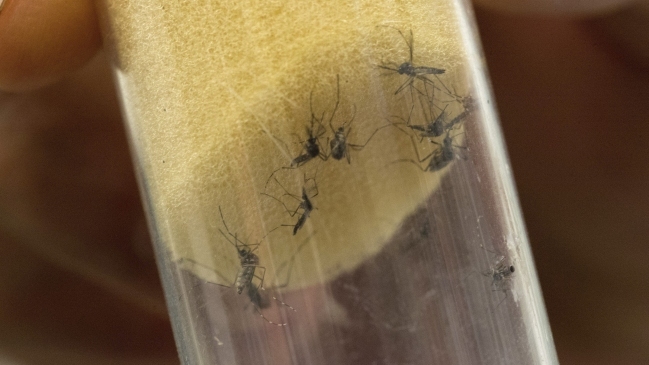 Detectan en España el primer caso de microcefalia en un feto por Zika