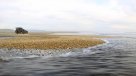 La Historia es Nuestra: SalmonChile dice que no uso ningún químico en salmones vertidos al mar al norte de Chiloé