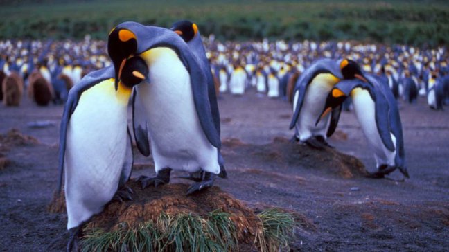 ¿Son los animales más fieles que los seres humanos?