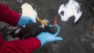 Chiloé: Denuncian muerte de especies marinas \