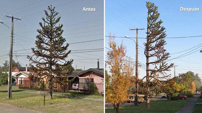Temuco: Poda de araucaria enfrenta a empresa eléctrica con autoridades