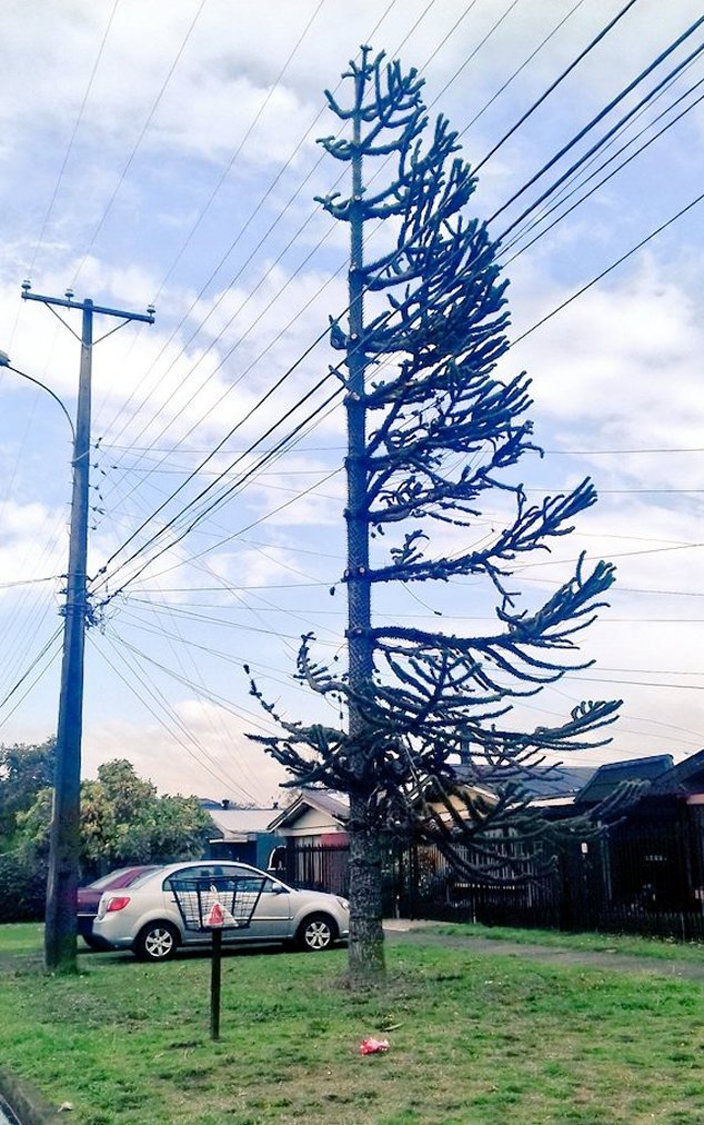 Imagen foto_00000003