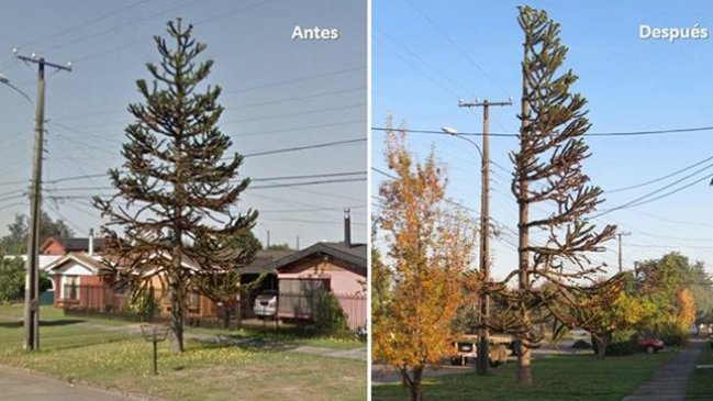Temuco: Poda de araucaria enfrenta a empresa eléctrica con autoridades