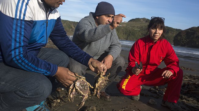 Científicos independientes investigarán vínculo de marea roja con salmones muertos