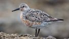 El calentamiento del Ártico amenaza la supervivencia de una especie de aves