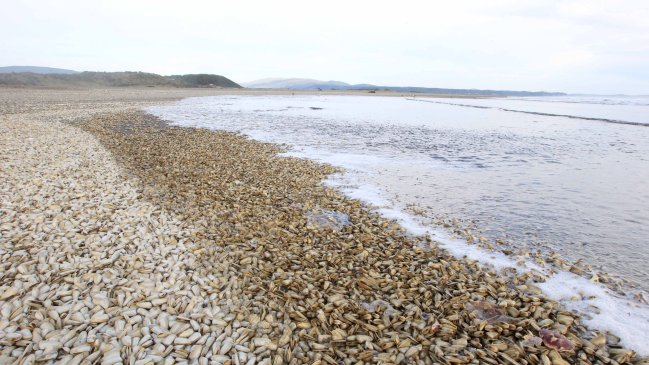 Dirigente de Cucao: Nos bajamos porque necesidades son distintas a las de pescadores