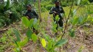 Detuvieron en Bolivia a tres chilenos con 44 cápsulas de cocaína