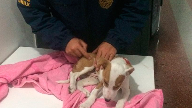 Sujeto fracturó a perro de tres meses por orinarse al interior de su casa en Arica