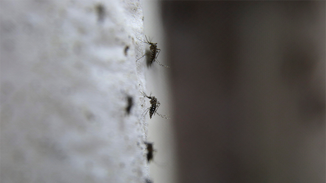 Repelente contra mosquitos cambió a categoría de cosméticos