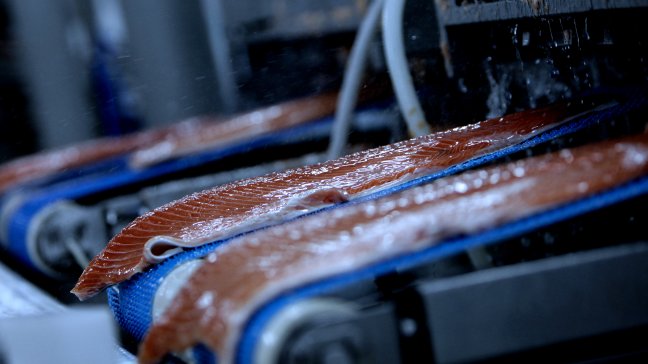 SalmonChile: La marea roja es algo muy distinto al vertimiento de salmones