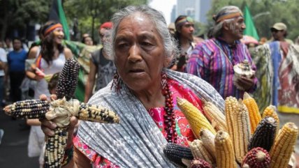   México se manifestó contra los alimentos transgénicos 