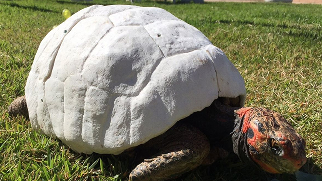 Animalistas rescatan tortuga quemada con prótesis tridimensional