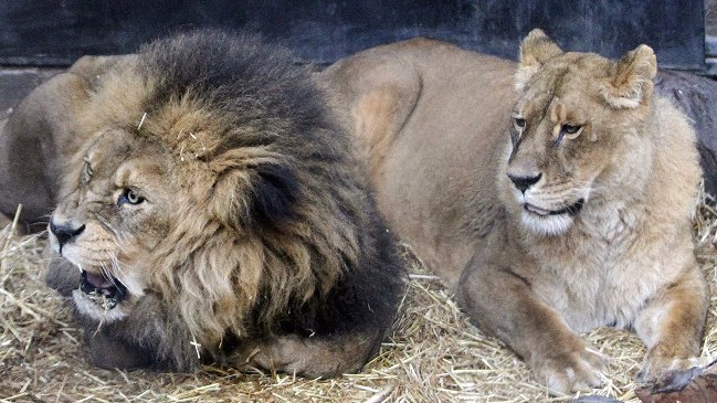 ONG propone transformar zoológicos en 