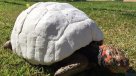Animalistas rescatan tortuga quemada con prótesis tridimensional