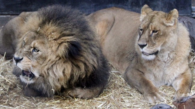 Leones del Zoológico Metropolitano fueron sepultados en un lugar secreto