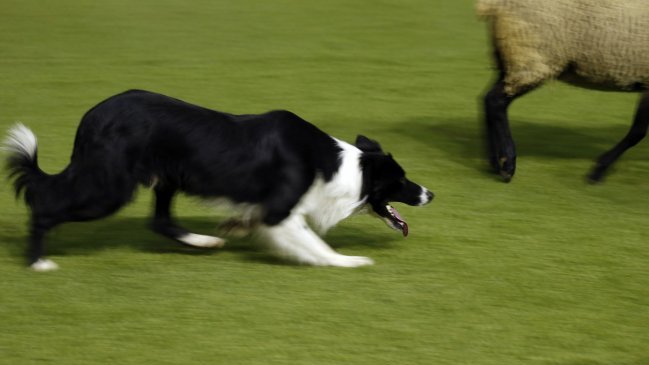 Vecinos denunciaron dos ataques sexuales a perros en la Región de Atacama