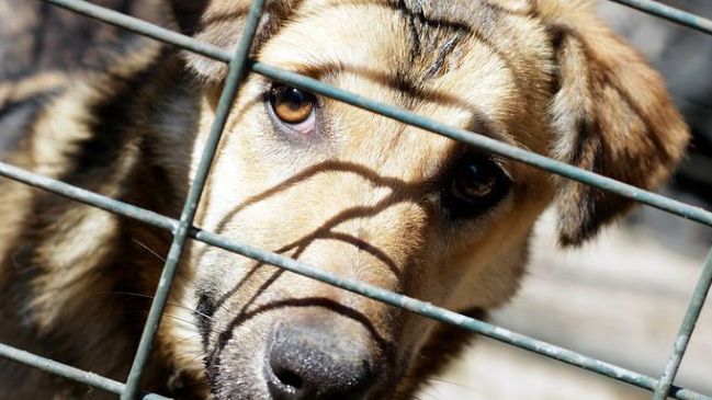 Estudiantes protestan por cierre de canil para perros callejeros en la Usach