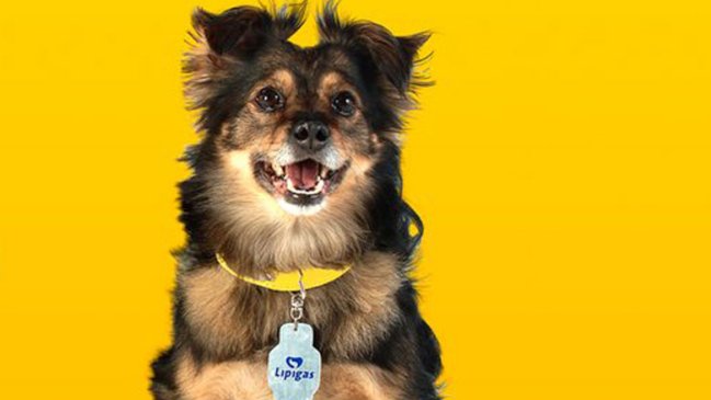 Lipigas presentó al reemplazante del perro Spike