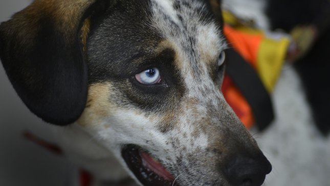 Domesticación del perro se produjo dos veces y en distintos lugares