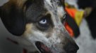 Domesticación del perro se produjo dos veces y en distintos lugares