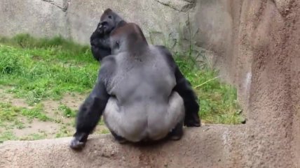   La asquerosa forma en que un gorila expresó su molestia en zoológico 
