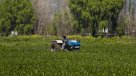 SNA: 57 por ciento de agricultores postergó o no realizó proyectos de inversión