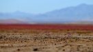 Primarias 2016: Los resultados en la Región de Atacama