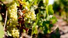 Premios Decanter: Las \