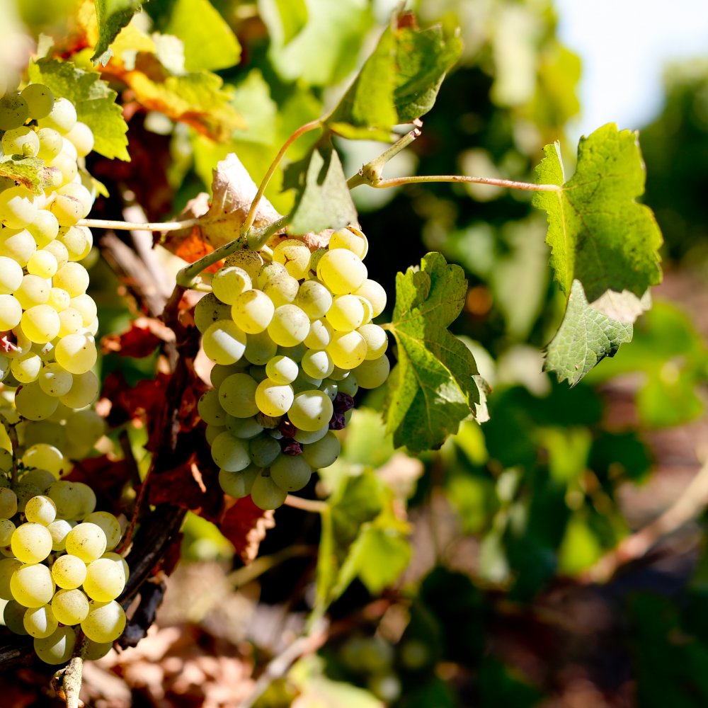 Premios Decanter: Las 