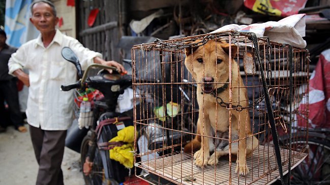 Una nueva carnicería masiva de perros se avecina en China