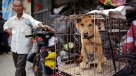Una nueva carnicería masiva de perros se avecina en China