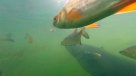 Así lucen los peces \