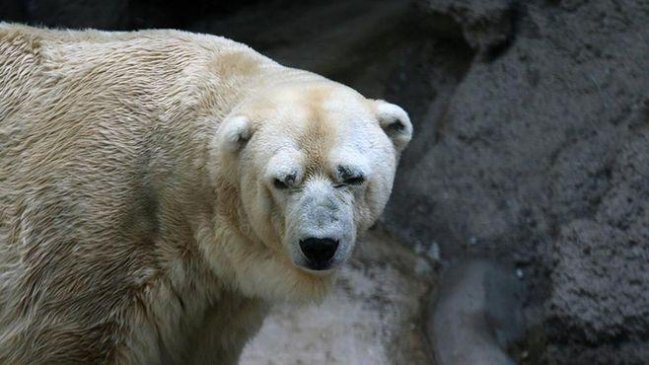 Controversia por muerte de Arturo, último oso polar de Argentina