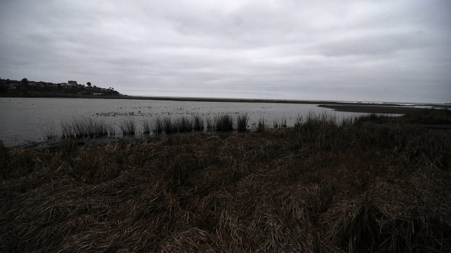 La biodiversidad cae, globalmente, por debajo del umbral aconsejable