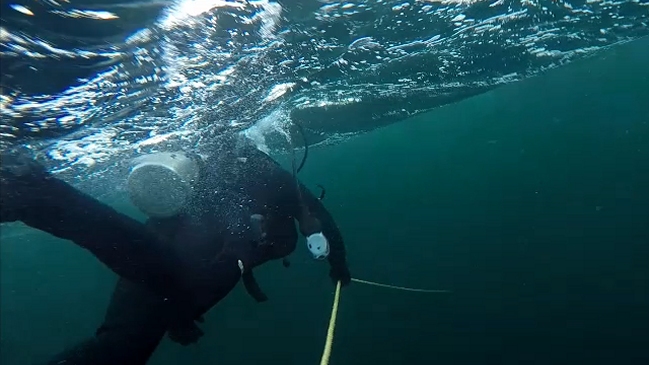 Buzos de la Armada rescataron a ballena jorobada atrapada en Puerto Williams