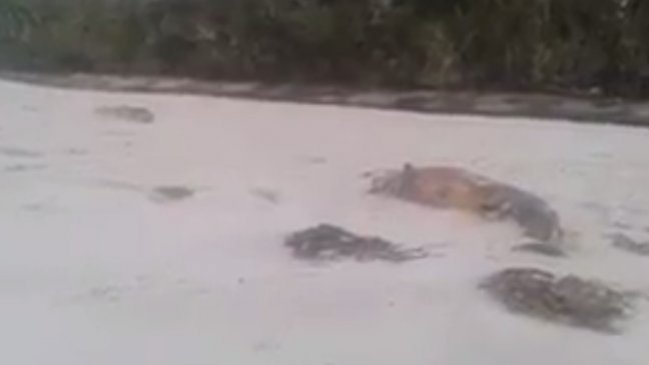 PDI investiga nueva varazón de ballenas en la Región de Aysén